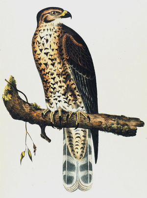 Young Western Red-Shoulder Hawk (Buteo Elegans)