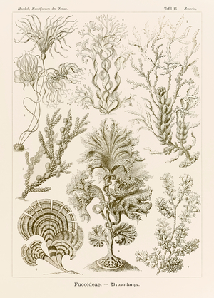 Plate 15 Zonaria Fucoideae from 'Kunstformen der Natur' (Art Forms in Nature) illustrated by Ernst Haeckel (1834-1919)