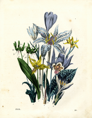 Lilies and Other Bulbous Flowers (hand-coloured engraving)