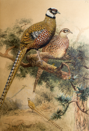 Bar-tailed Pheasant (Phasianus reevesi), 1852-54 (w/c on paper)