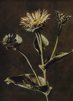 Elecampane (photo)