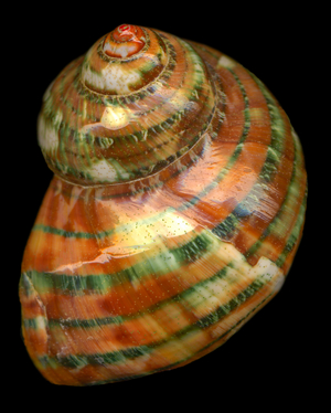 Tapestry Turban shell (photo)