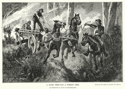 Dashing through a forest fire, Queensland, Australia (engraving)