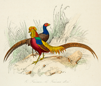 The pheasant and the golden pheasant, 18th century (Engraving)