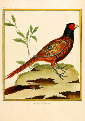 French Pheasant (print)