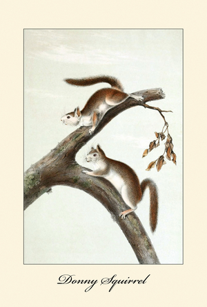 Donny Squirrel