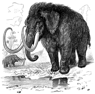 Mammoth
