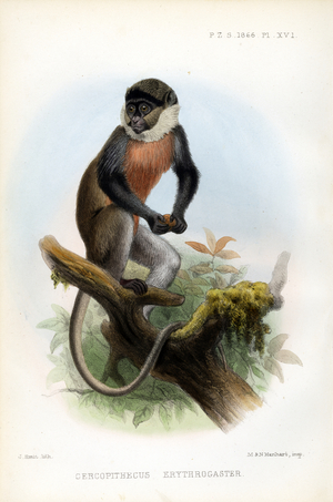Red-bellied Monkey (print)