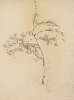 Flowering tree, 1884 (graphite on buff laid paper)