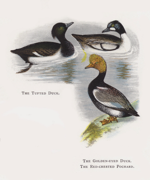 The Tufted Duck, The Golden-eyed Duck, The Red-crested Pochard (chromolitho)