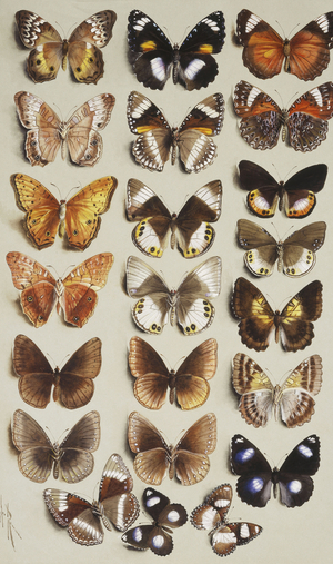 Twenty-two butterflies in three columns, all belonging to the family Nymphalidae,  (watercolour with bodycolour on grey paper)