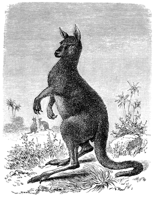 Eastern Grey Kangaroo