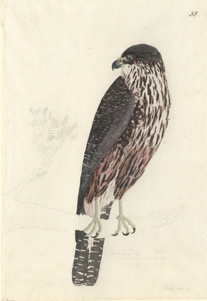 Falco novaeseelandiae
