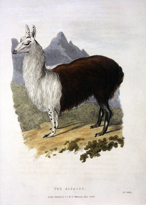 Alpaca, Hand-Colored Engraving, Circa 1824