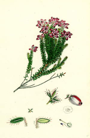 Erica Mackaiana Mackay's Heath