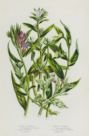 Flowering Plants of Great Britain: Common Gromwell, Corn Gromwell, Creeping Gromwell, Sea Side Smooth Gromwell (colour litho)