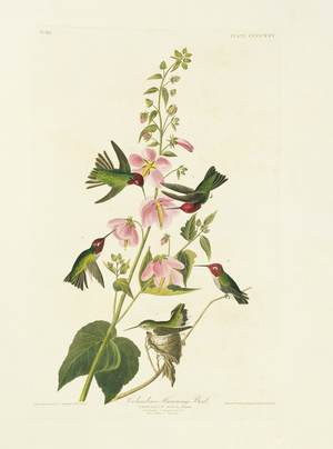 Calypte anna, Anna's hummingbird, Plate 425 from John James Audubon's Birds of America, original double elephant folio, 1827-30 (hand-coloured aquatint)