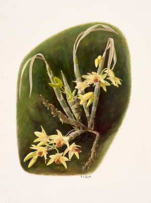 Dendrolium aureum (oil on paper)