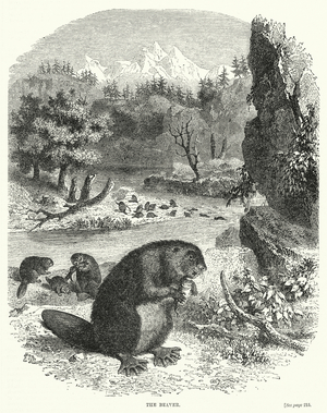 The Beaver (engraving)