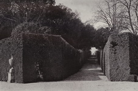 The Vatican Gardens, Rome, The North-West Avenue (b/w photo)