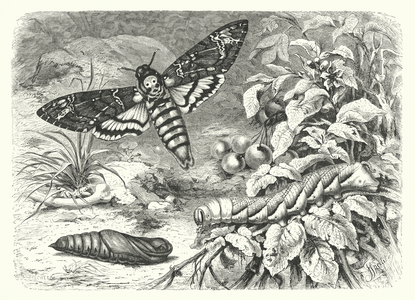 The Deaths-Head Moth (engraving)