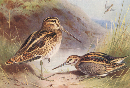 Common Snipe, Jack Snipe (colour litho)