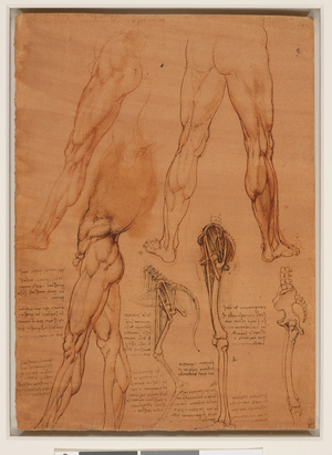 The leg muscles and bones of man and horse c.1506-08 (Red chalk, pen & ink, on orange-red prepared paper)