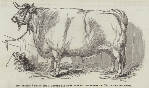 Mr Smith's 3 Years and 3/4 Months Old Short-Horned Steer, Prize £20, and Silver Medal (engraving)