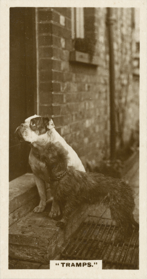 Comic Animals, Tramps (b/w photo)