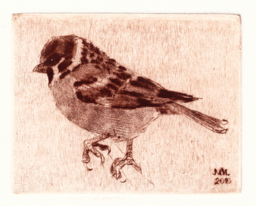Eurasian Tree Sparrow (Passer montanus), 2010 (drypoint)