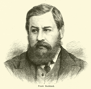 Frank Buckland (engraving)