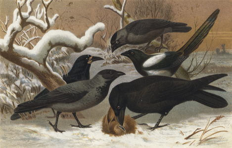Raben (chromolitho)