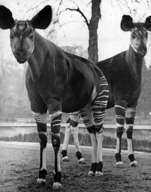 Okapis in the Frankfurt Zoo, 1960 (b/w photo)