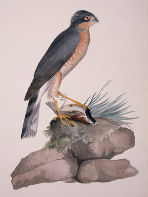 Accipiter nisus