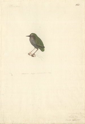Xenicus longiceps