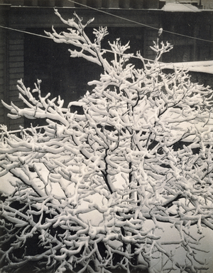 Out of Window - 291 - N.Y., 1915 (platinum print)