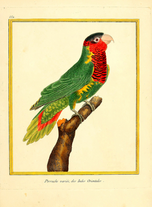 Colorful Parakeet from the East Indies (print)