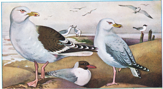 Herring Gulls and Black Headed Gulls, illustration from Liebig Trade Cards Birds of the sea and dunes, 1920's (colour litho)