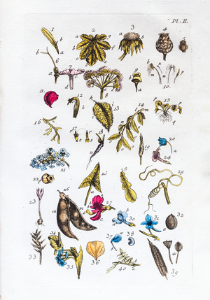 Elementary table of figures and their names in Flora Parisiensis, 1776 (watercolour print)