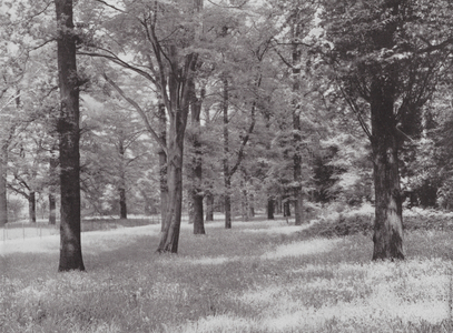 Kew Gardens, c.1900 (b/w photo)
