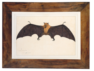 Great Indian Fruit Bat (Flying Fox), Pteropus giganteus, with both wings outstretched, c.1778-82 (pen & ink and w/c on paper)
