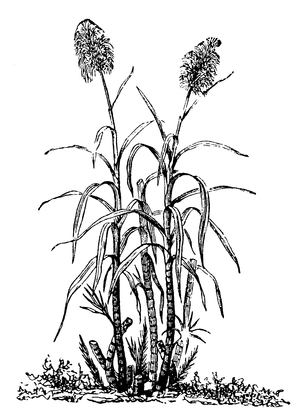 Sugarcane