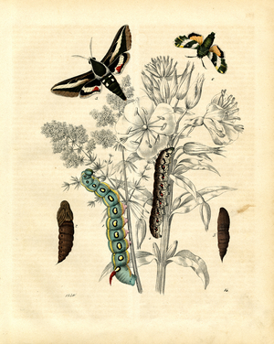 Hawk moths and their developmental stages (hand-coloured copper engraving)