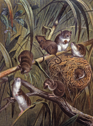 African dwarf mice, 1884 (illustration)