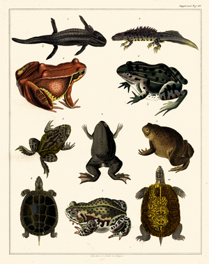 Amphibians and Reptiles (print)