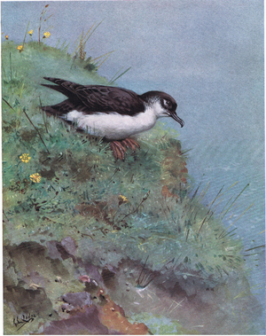 Manx Shearwater (litho)