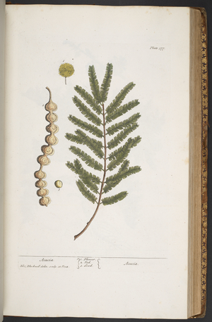 Plate 377, from 'A Curious Herbal', 1737 (coloured engraving)