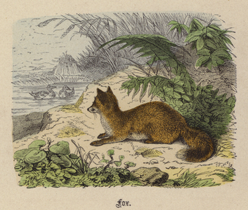 Fox (coloured engraving)