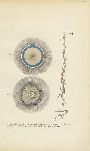 Giant Blue Button and Red Root Jellyfish, 1850 (lithography)