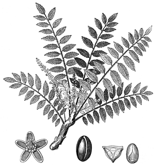 Biblical Frankincense plant